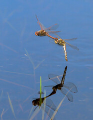 A couple of Variegated meadowhawk dragonflies (Sympetrum corruptum) flying in tandem over a lake and laying eggs in water, Galveston, Texas, USA.