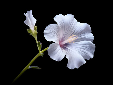 Burr mallow flower in studio background, single burr mallow flower, Beautiful flower, ai generated image