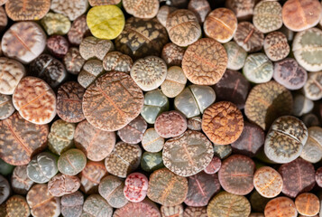 Full frame shot of Lithops planting in a pot.