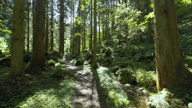Cinematic gimbal shot of mossy trail to Mototaki Fukuryusui Underflow waterfalls in Akita prefecture in Japan