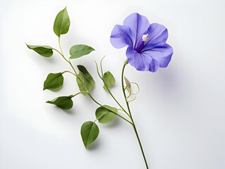 Butterfly pea flower in studio background, single butterfly pea flower, Beautiful flower, ai generated image