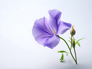 Butterfly pea flower in studio background, single butterfly pea flower, Beautiful flower, ai generated image