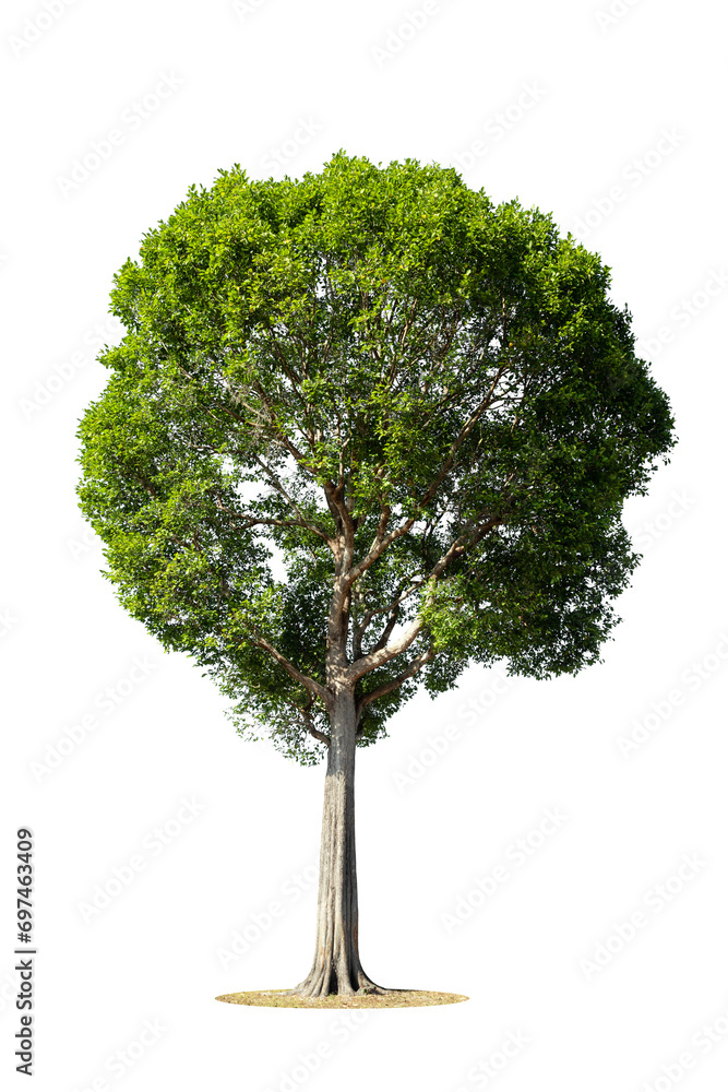 Wall mural Cutout isolated tree for use as a raw material for editing work. isolated beautiful fresh green deciduous almond tree on white background with clipping path.