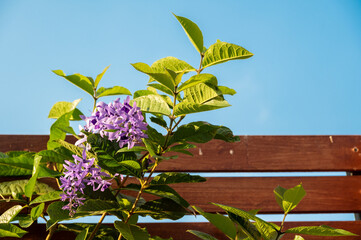 Purple wreath flowers climbing on wooden panels.
