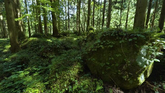 Cinematic gimbal shot of mossy trail to misty Mototaki Fukuryusui Underflow waterfalls in Akita prefecture in Japan