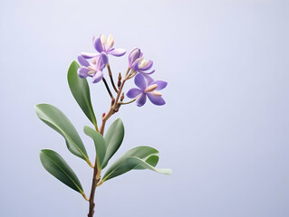 Calotropis gigantea flower in studio background, single Calotropis gigantea flower, Beautiful flower, ai generated image
