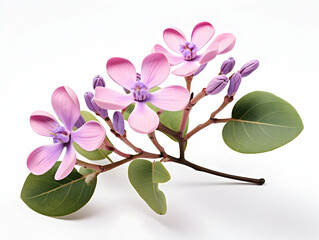 Calotropis gigantea flower in studio background, single Calotropis gigantea flower, Beautiful flower, ai generated image