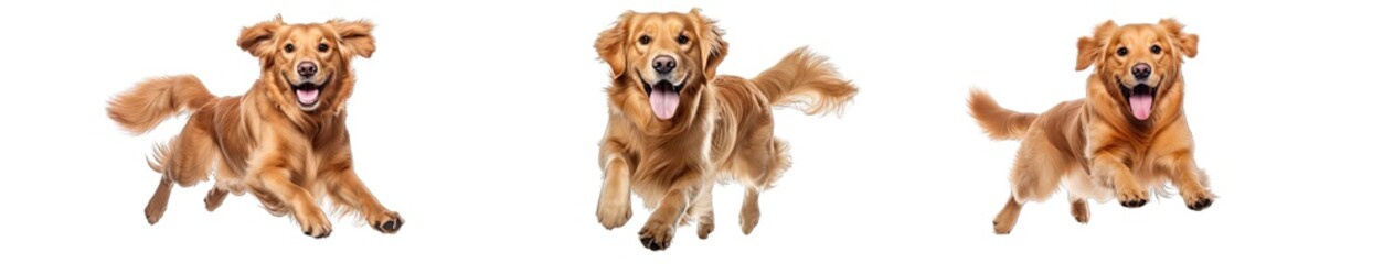 Collection of PNG. Golden retriever dog running and jumping happily isolated on a transparent background. - obrazy, fototapety, plakaty