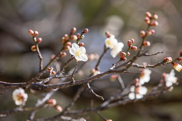 梅の花　Plum blossom