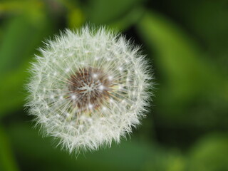 蒲公英の綿毛