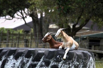 Two Goats on a Tire