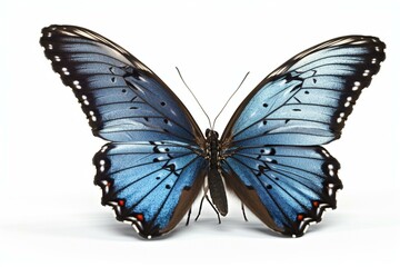 Beautiful blue butterfly isolated on a white background. Generative AI