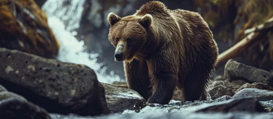 Fototapeten Wild bear in natural habitat. © AkuAku