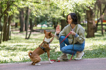 African dog sabbenji high fives the owner on a walk in the park. 