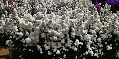 Beautiful bushes of white flowers in the garden