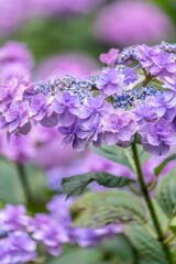 福岡-【千光寺のあじさい】