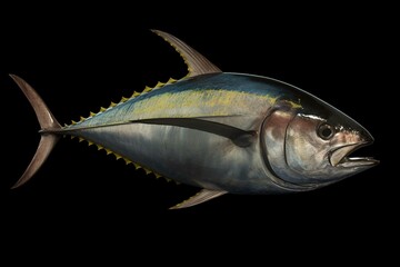 Yellowfin Tuna - Generative AI