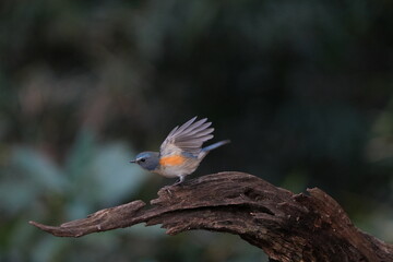 red flanked blue tail in a forest