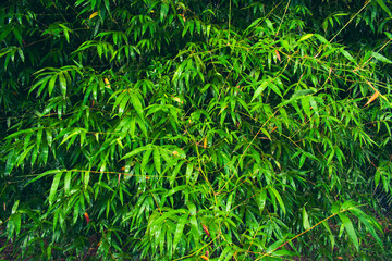 dense green bamboo leaves