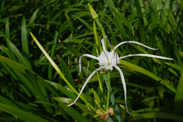 Hymenocallis littoralis known as the beach spider lily