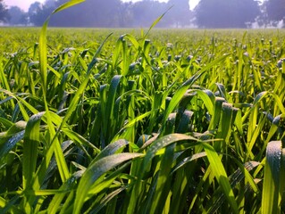 small wheat plants, wheat field, dew on leaves, green field wallpaper, green field background, dew...