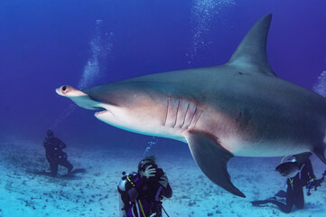great hammerhead shark and diver