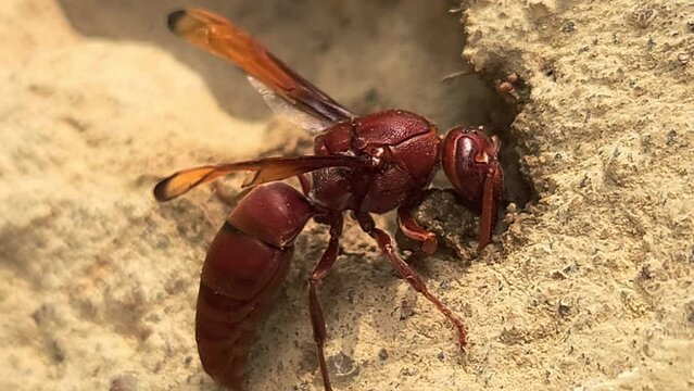Wasp collecting mud to make its nest. India