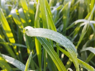 small wheat plants, wheat field, dew on leaves, green field wallpaper, green field background, dew on grass, dew on leaves wallpaper, dew on leaves background, water drops on leaves