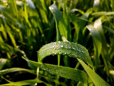 small wheat plants, wheat field, dew on leaves, green field wallpaper, green field background, dew on grass, dew on leaves wallpaper, dew on leaves background, water drops on leaves