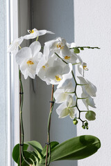 Two stems of the blooming white phalaenopsis orchid on the window, illuminated by the sun