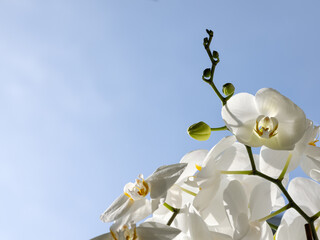 Flowers and buds of the white phalaenopsis orchid on a blue sky background. Postcard