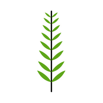 simple leaves botanical branches with stem and foliage vector illustration
