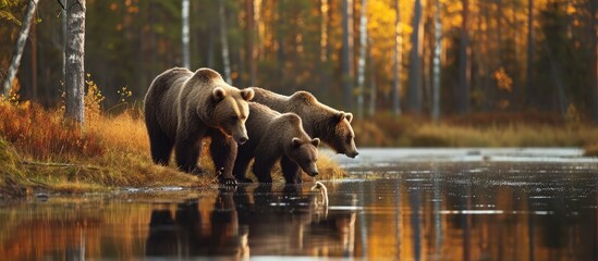 Autumn evening in Finland's forest lake: young bears drink water, surrounded by wildlife in nature.