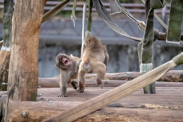 ニホンザルの子どもの戯れ