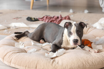 Naughty Staffordshire Terrier with paper torn pieces lying on pet bed at home