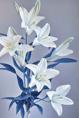 Fototapeta na wymiar white flower Madonna lily in the style of white and light azure, close-up, minimalism. Generative AI