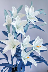 Fototapeta na wymiar white flower Madonna lily in the style of white and light azure, close-up, minimalism. Generative AI
