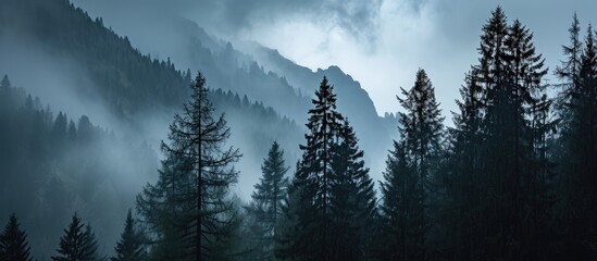 Rainy sky and pine forest, silhouette. Italian Alps, Trentino Alto Adige, Europe.