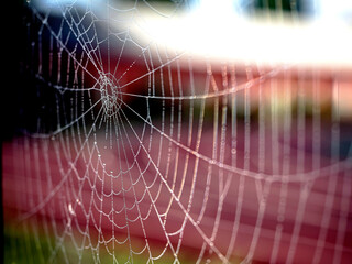 cobwebs with morning dew drops, macro
