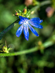 blue chicory flower with morning dew drops