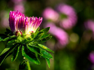 pink aster with dew drops in the morning