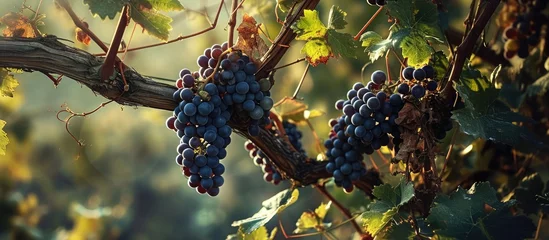 Fotobehang cluster of grapevines © AkuAku