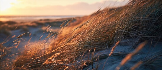 Blurry beach grass, reeds, and stalks sway in the wind at sunset, with a hazy sea in the background - Jurmalciems, Baltic Sea. - obrazy, fototapety, plakaty