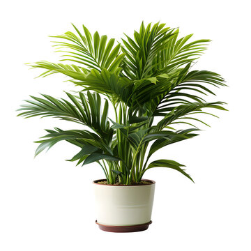 Kentia Palm Tree in pot. Houseplant isolated on transparent background Generative AI