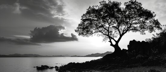 Thailand's tree silhouette - obrazy, fototapety, plakaty