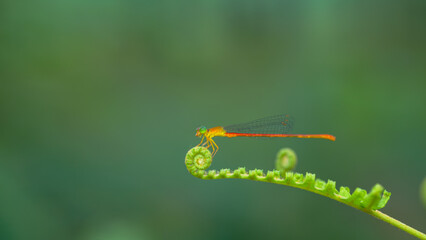 dragonfly resting on a leaf