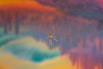 spiders