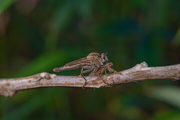 predatory insects
predatory insects eating taken at close range
with a very beautiful color background