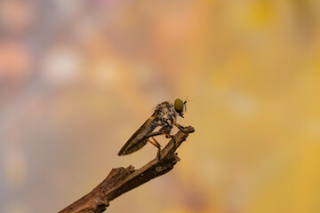 predatory insects
predatory insects eating taken at close range
with a very beautiful color background