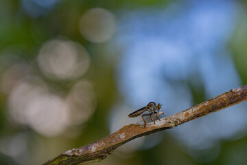 predatory insects
predatory insects eating taken at close range
with a very beautiful color background